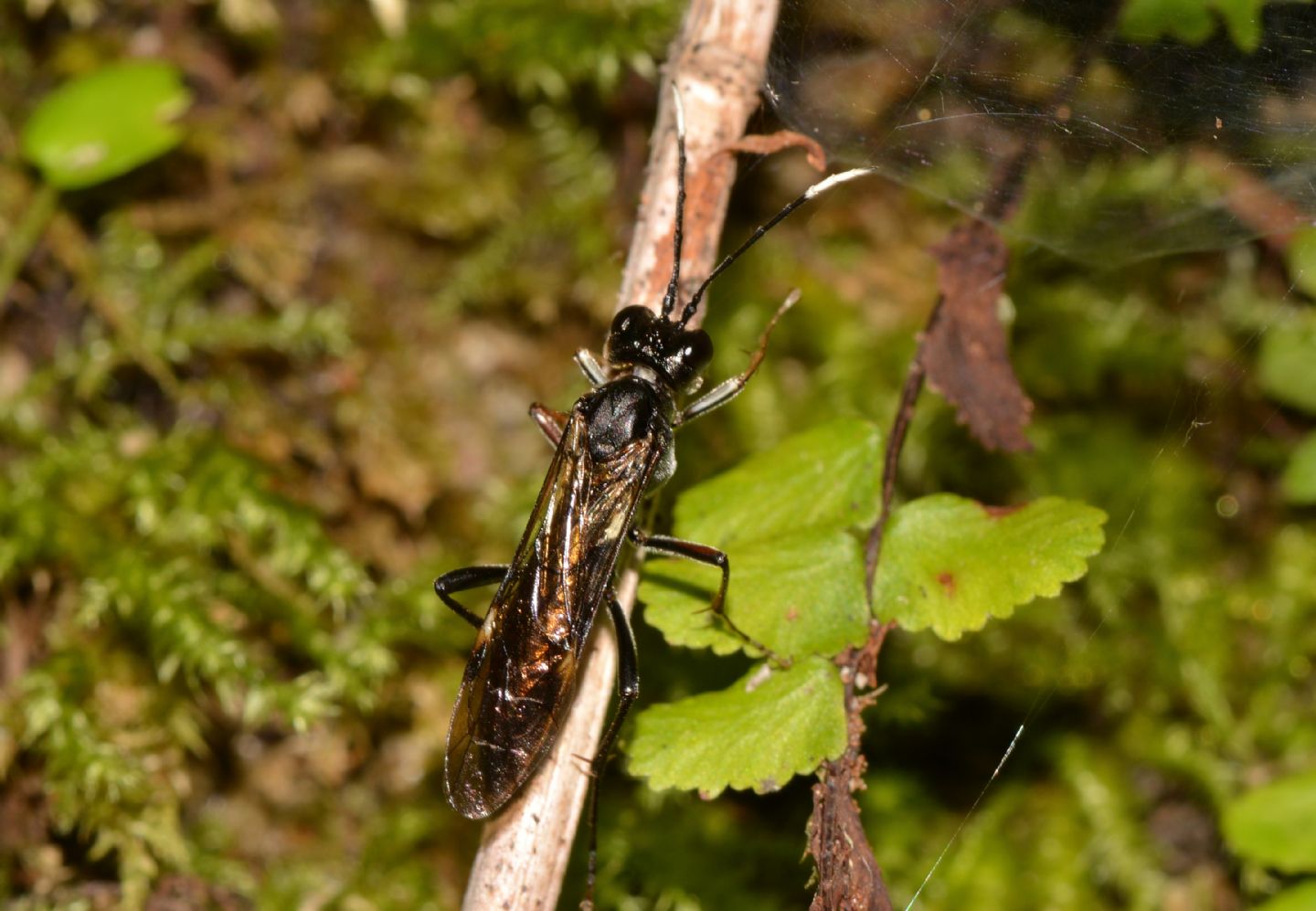 Tenthredinidae: Tenthredo sp. cfr. livida