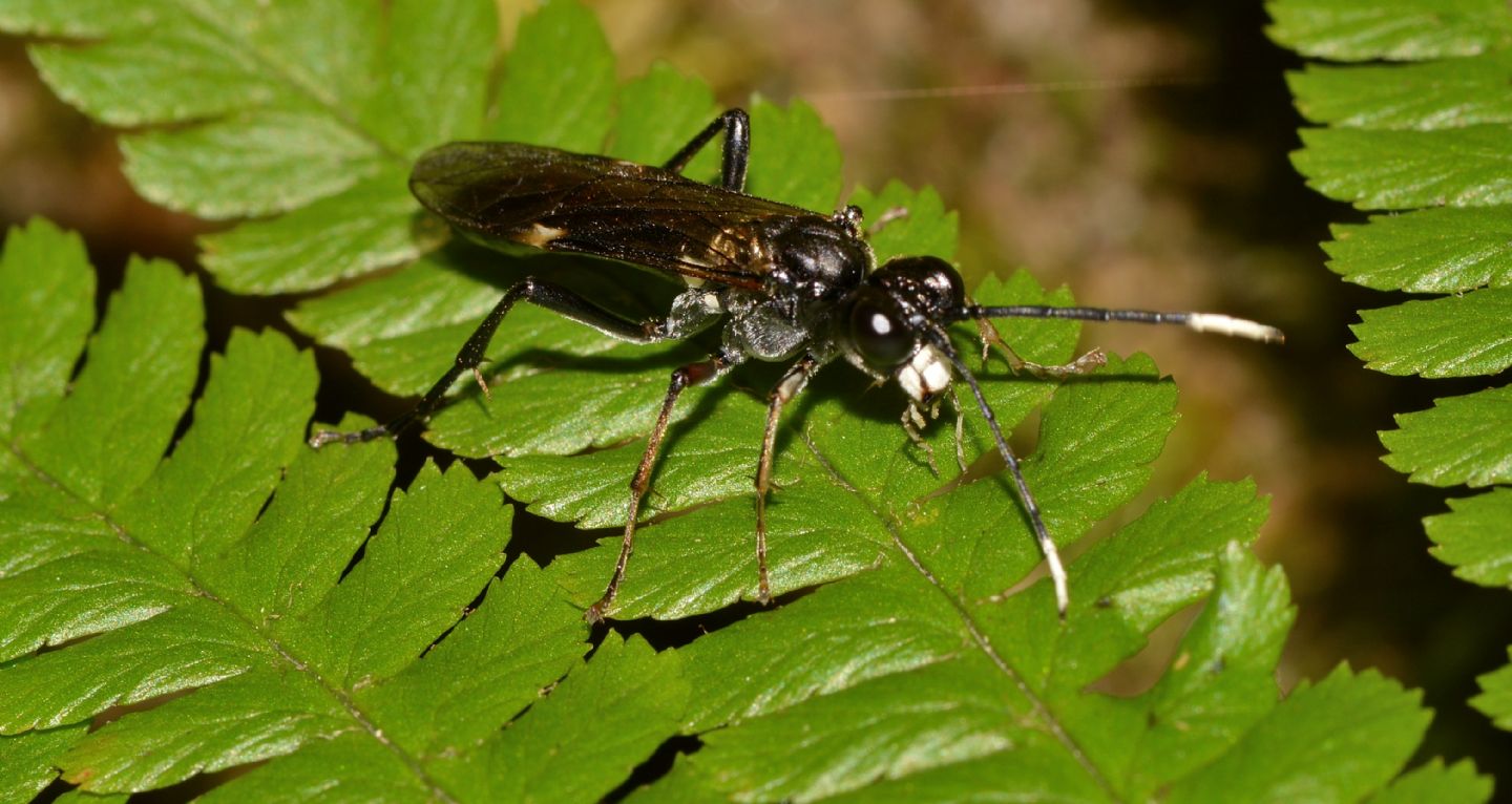 Tenthredinidae: Tenthredo sp. cfr. livida