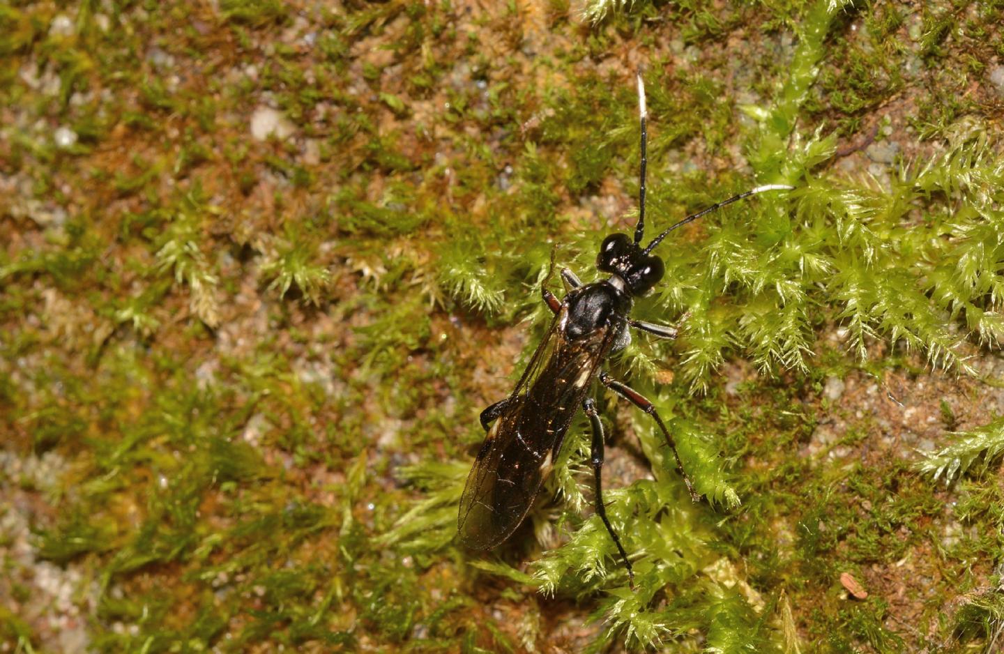 Tenthredinidae: Tenthredo sp. cfr. livida