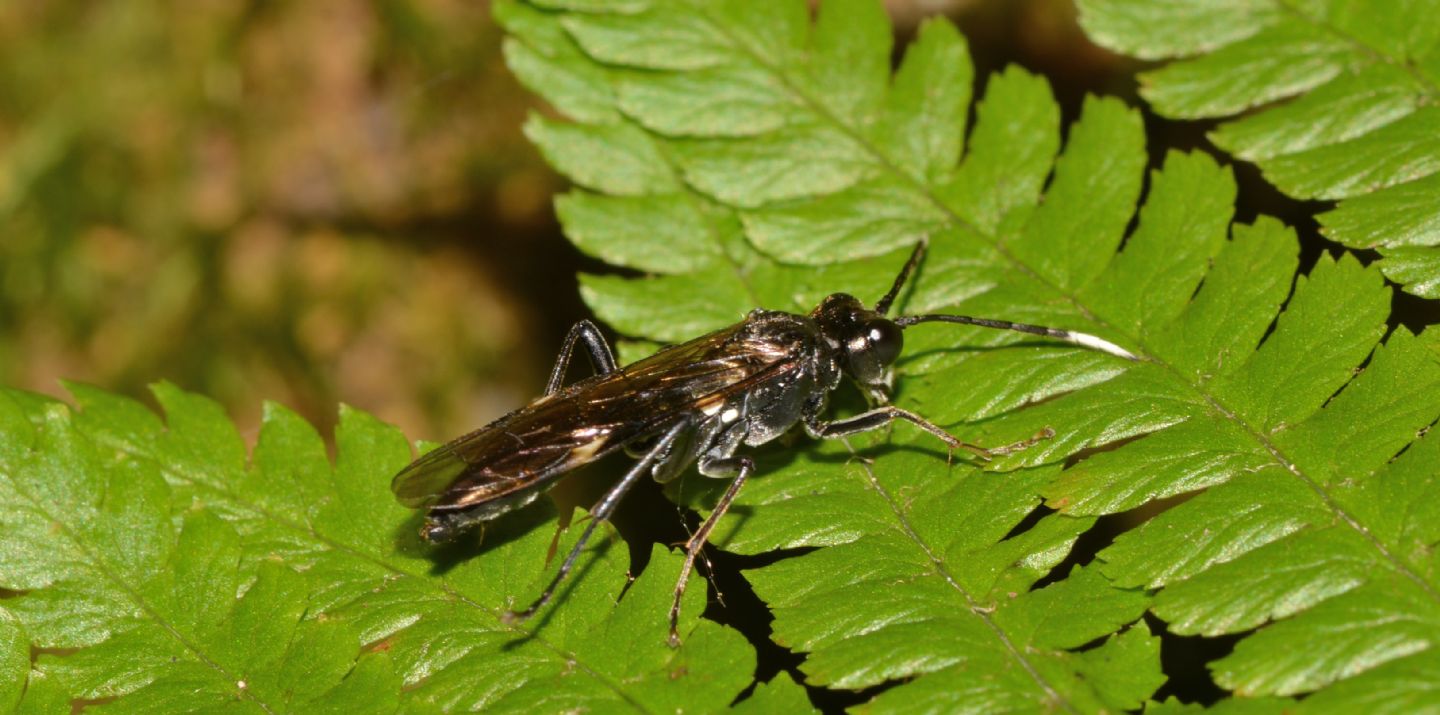 Tenthredinidae: Tenthredo sp. cfr. livida