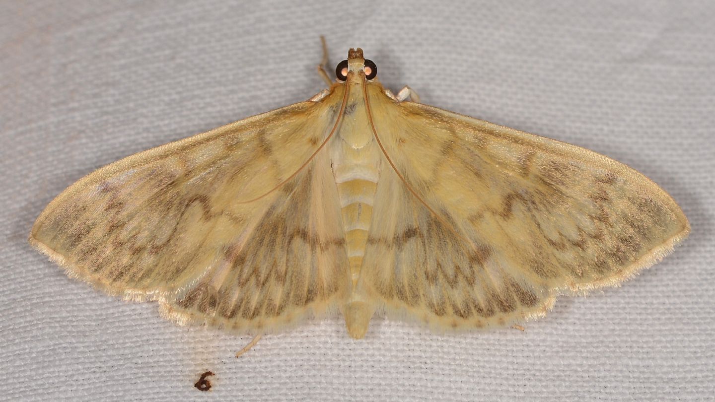 Patania ruralis - Crambidae