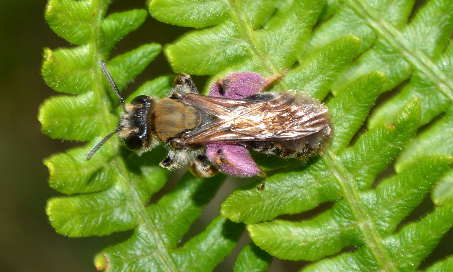 Andrena sp.,  femmina.