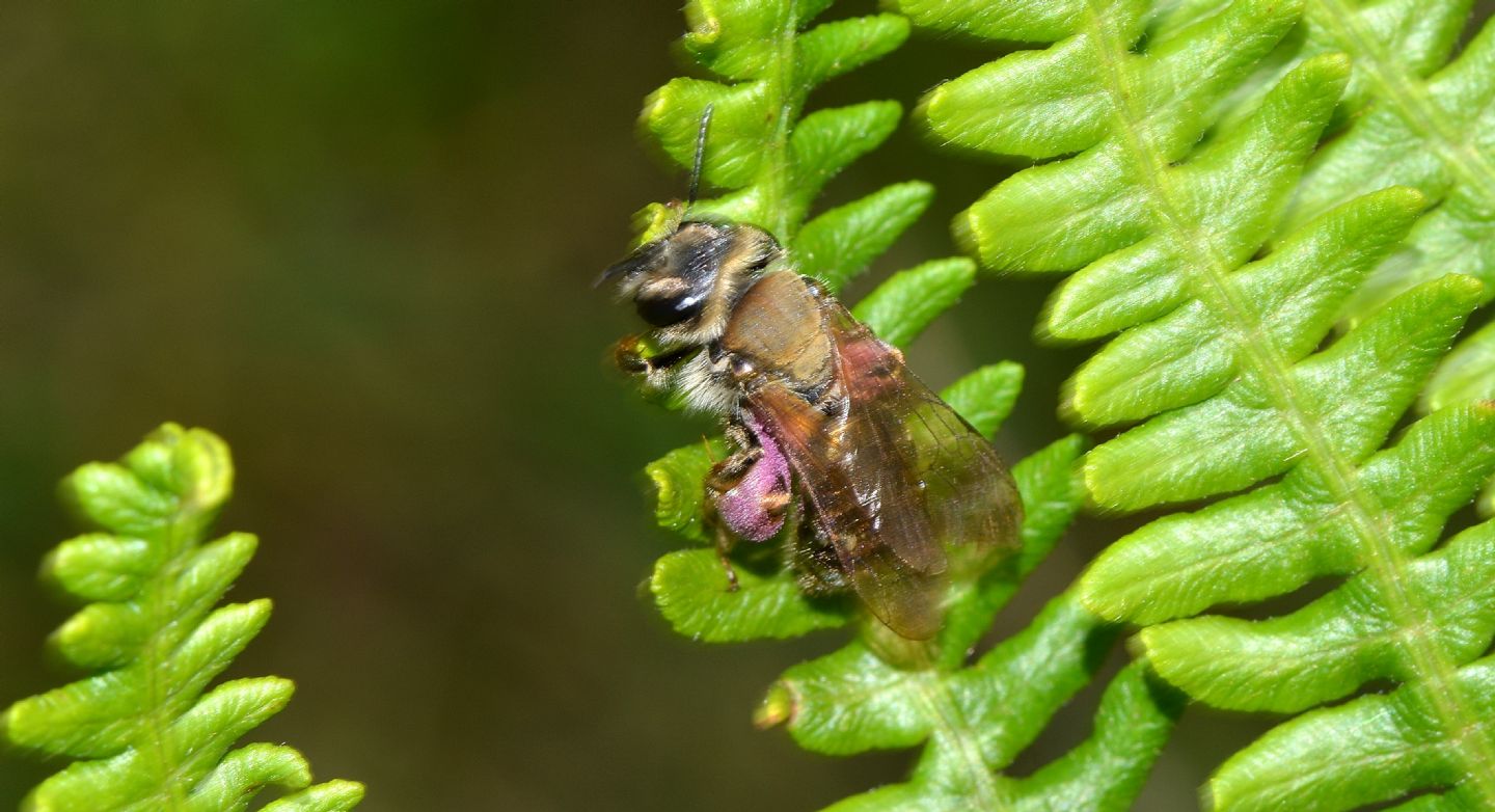 Andrena sp.,  femmina.