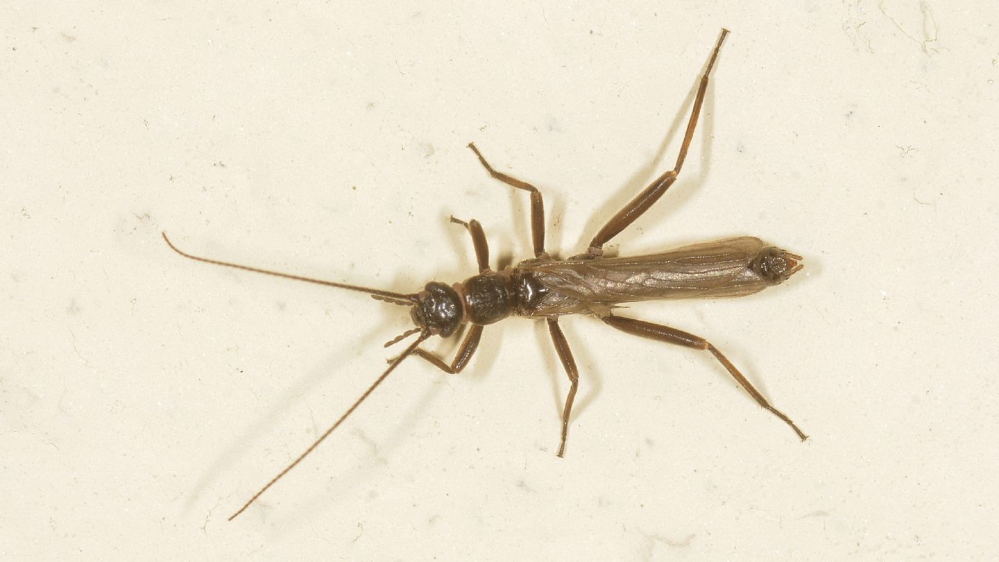 Plecoptera da id - Leuctra sp.