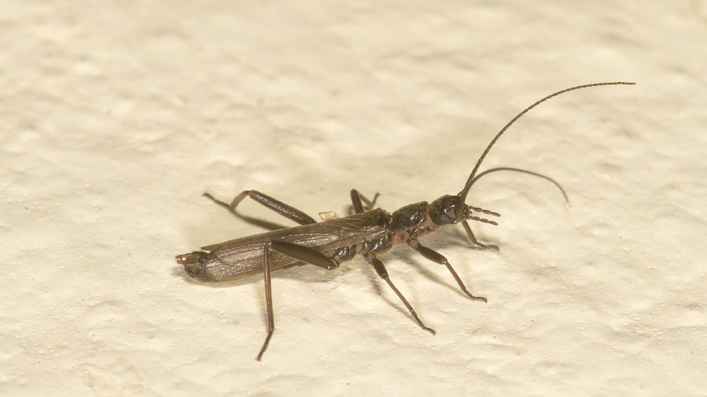 Plecoptera da id - Leuctra sp.