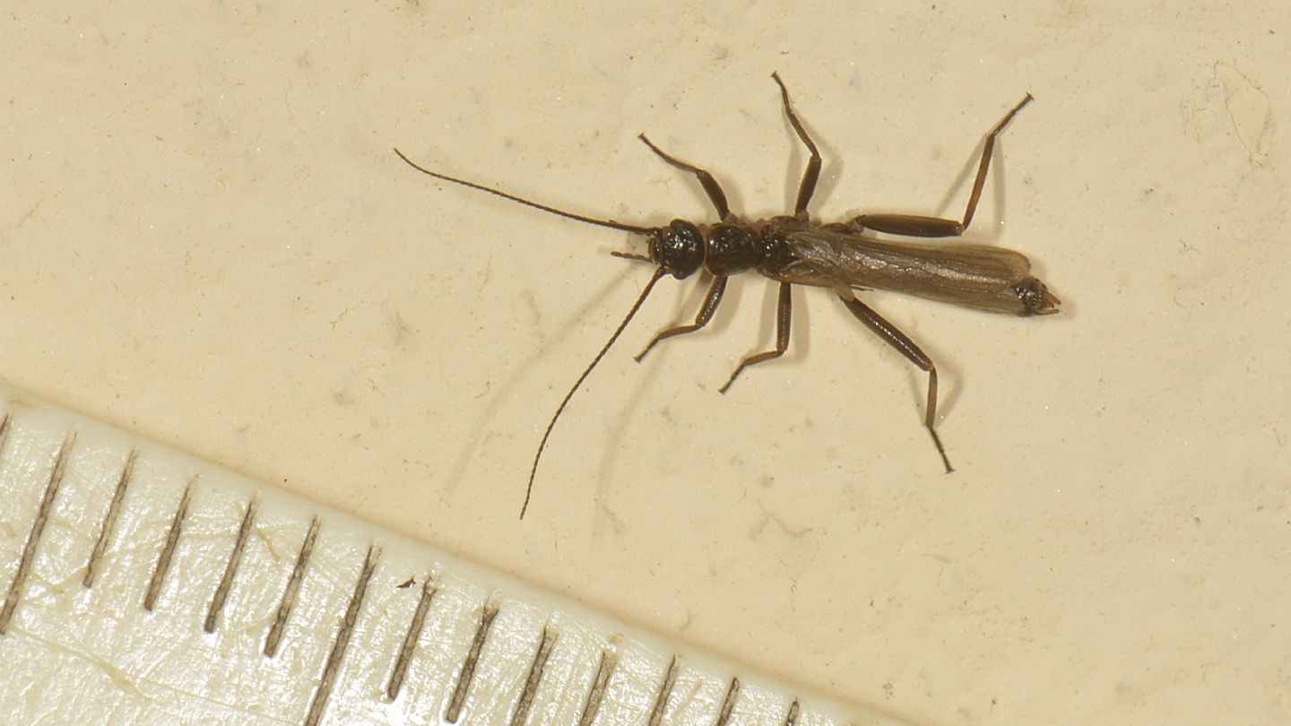 Plecoptera da id - Leuctra sp.