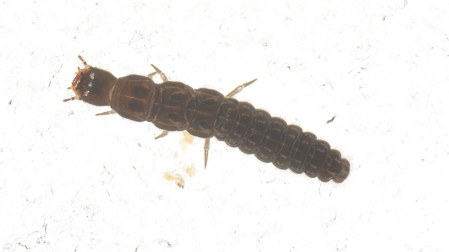 Larva, su neve, di... Cantharidae