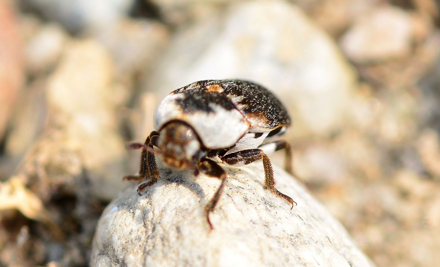 In fuga veloce:  Dermestes frischii (Dermestidae)