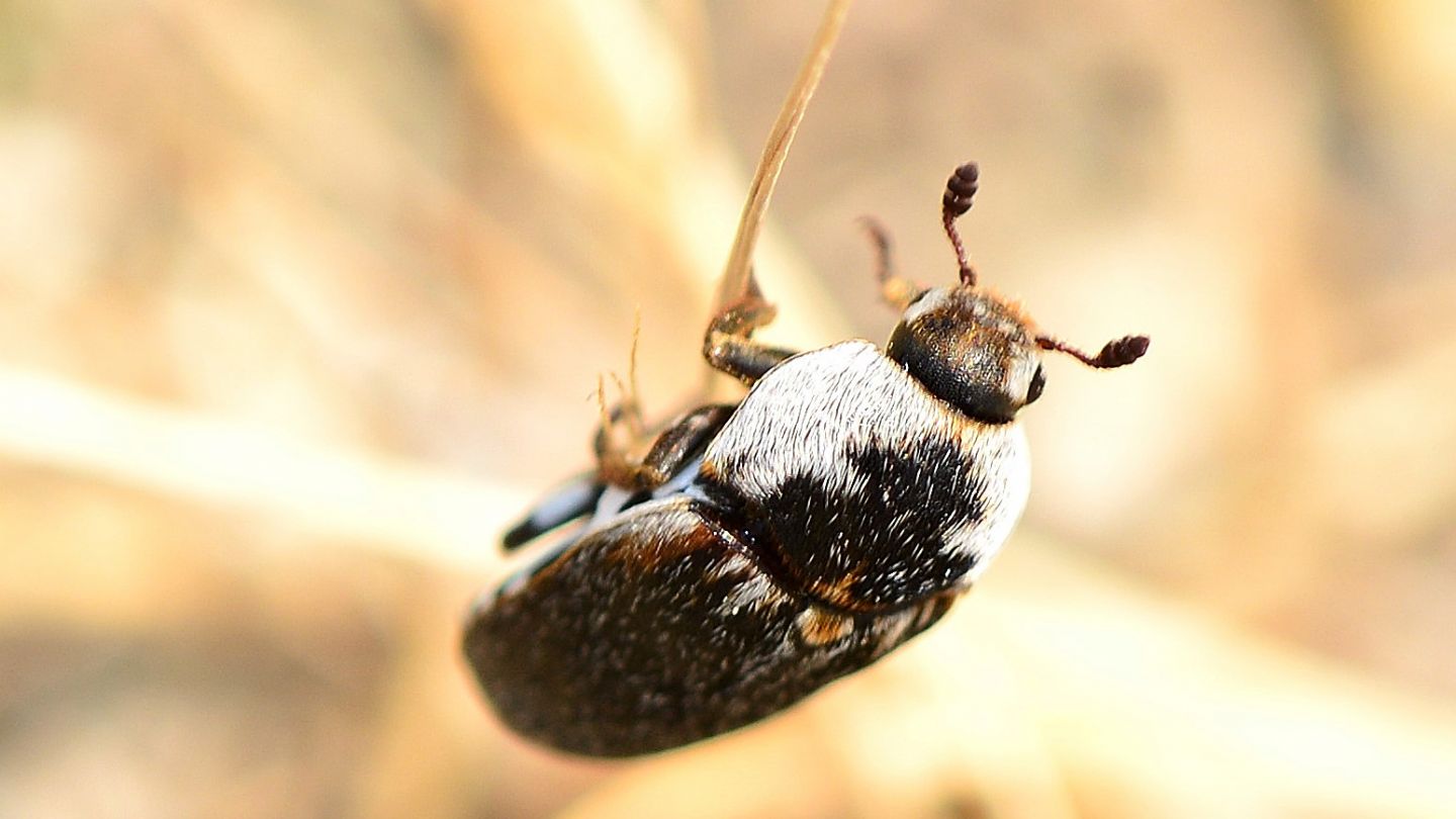 In fuga veloce:  Dermestes frischii (Dermestidae)