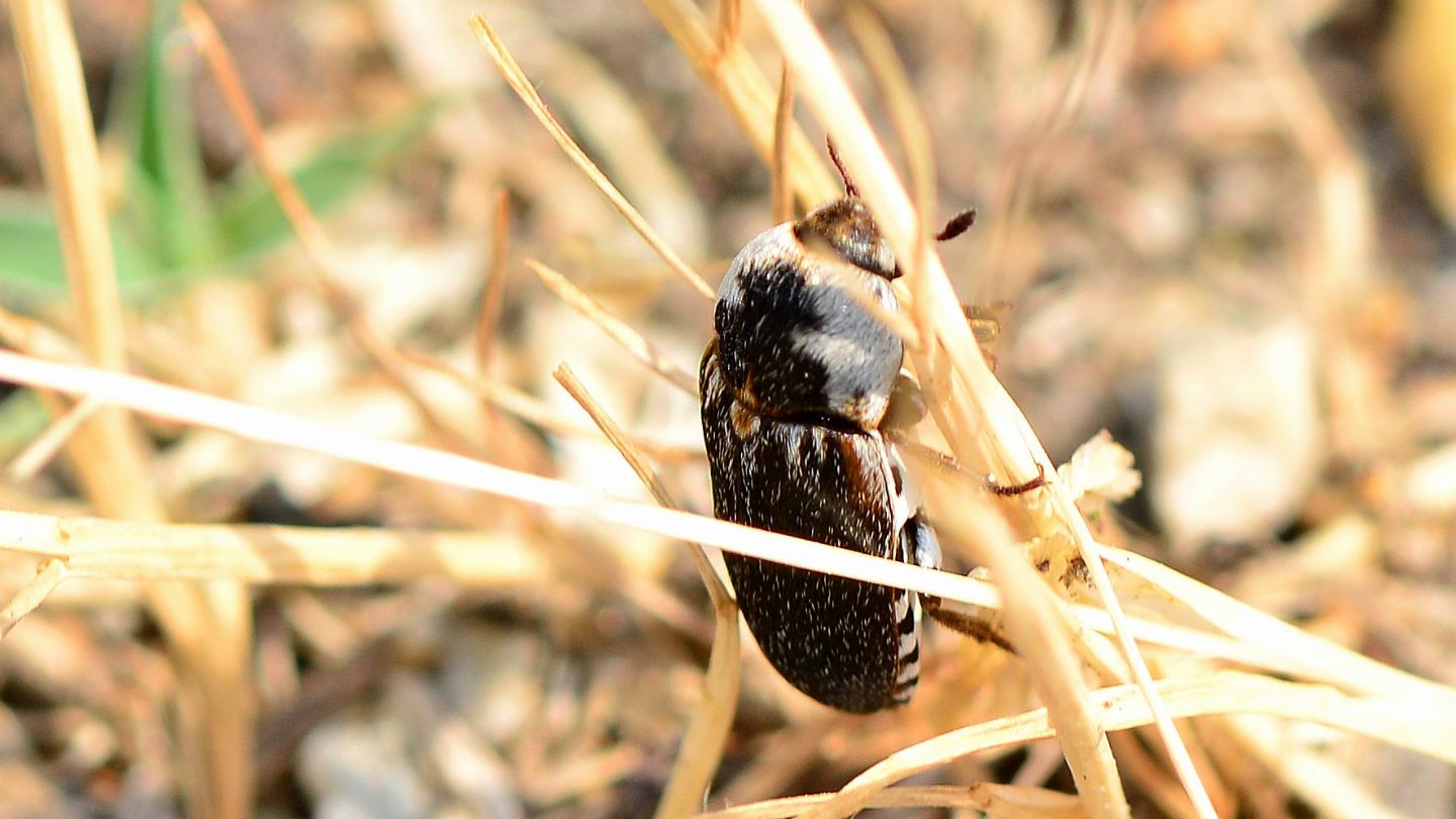 In fuga veloce:  Dermestes frischii (Dermestidae)