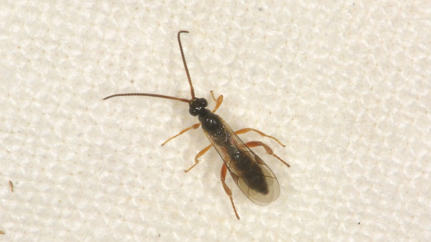 Ichneumonidae:  cfr. Orthocentrus sp.