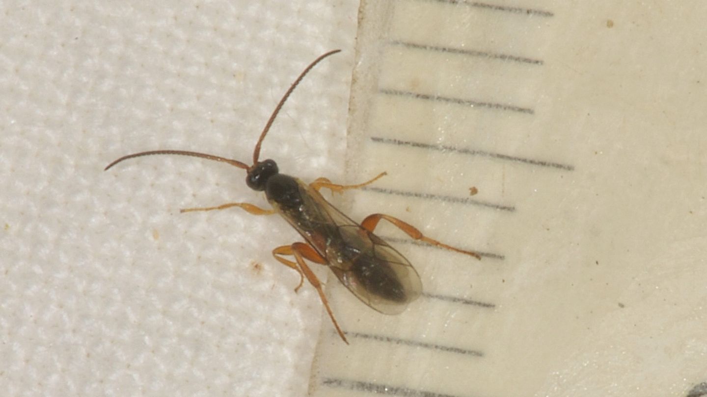 Ichneumonidae:  cfr. Orthocentrus sp.