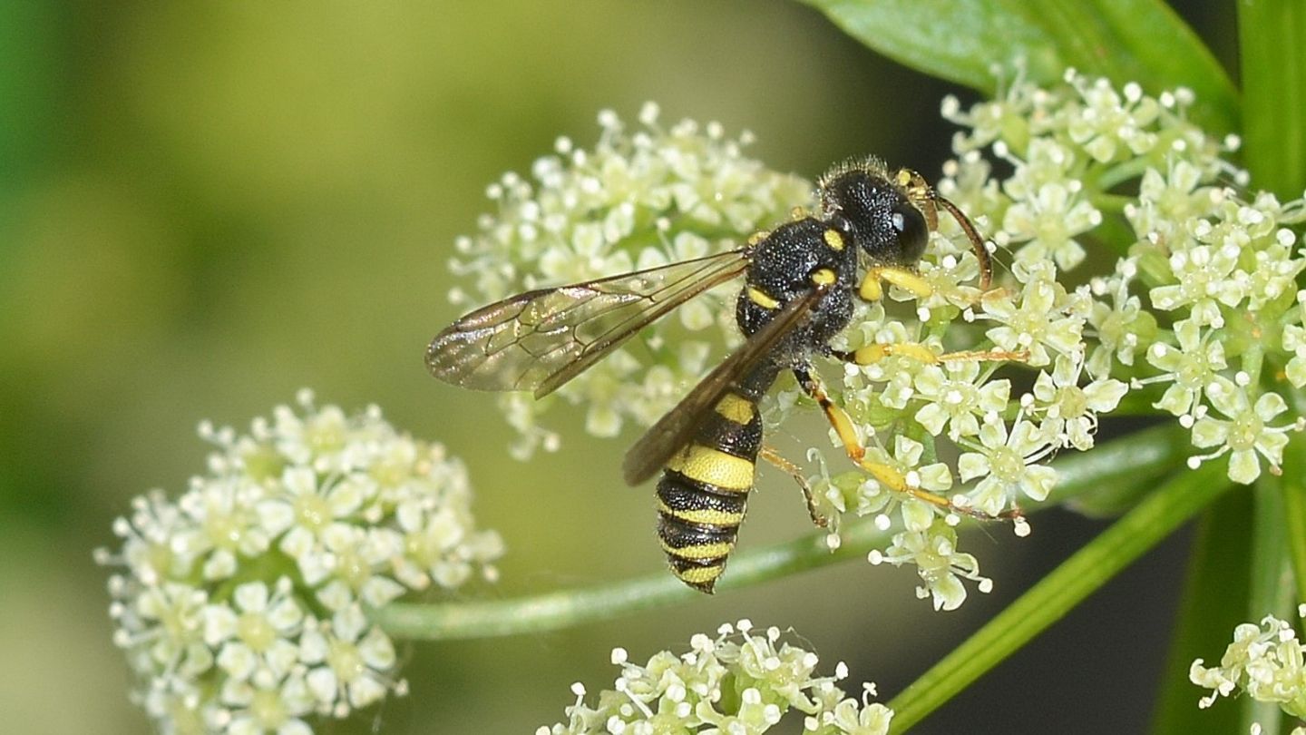 Crabronidae: femmina di Cerceris sabulosa