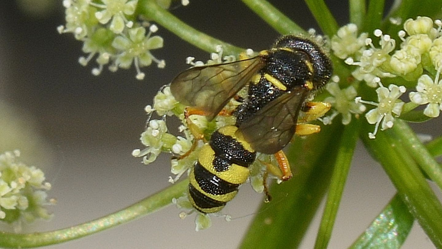 Crabronidae: femmina di Cerceris sabulosa