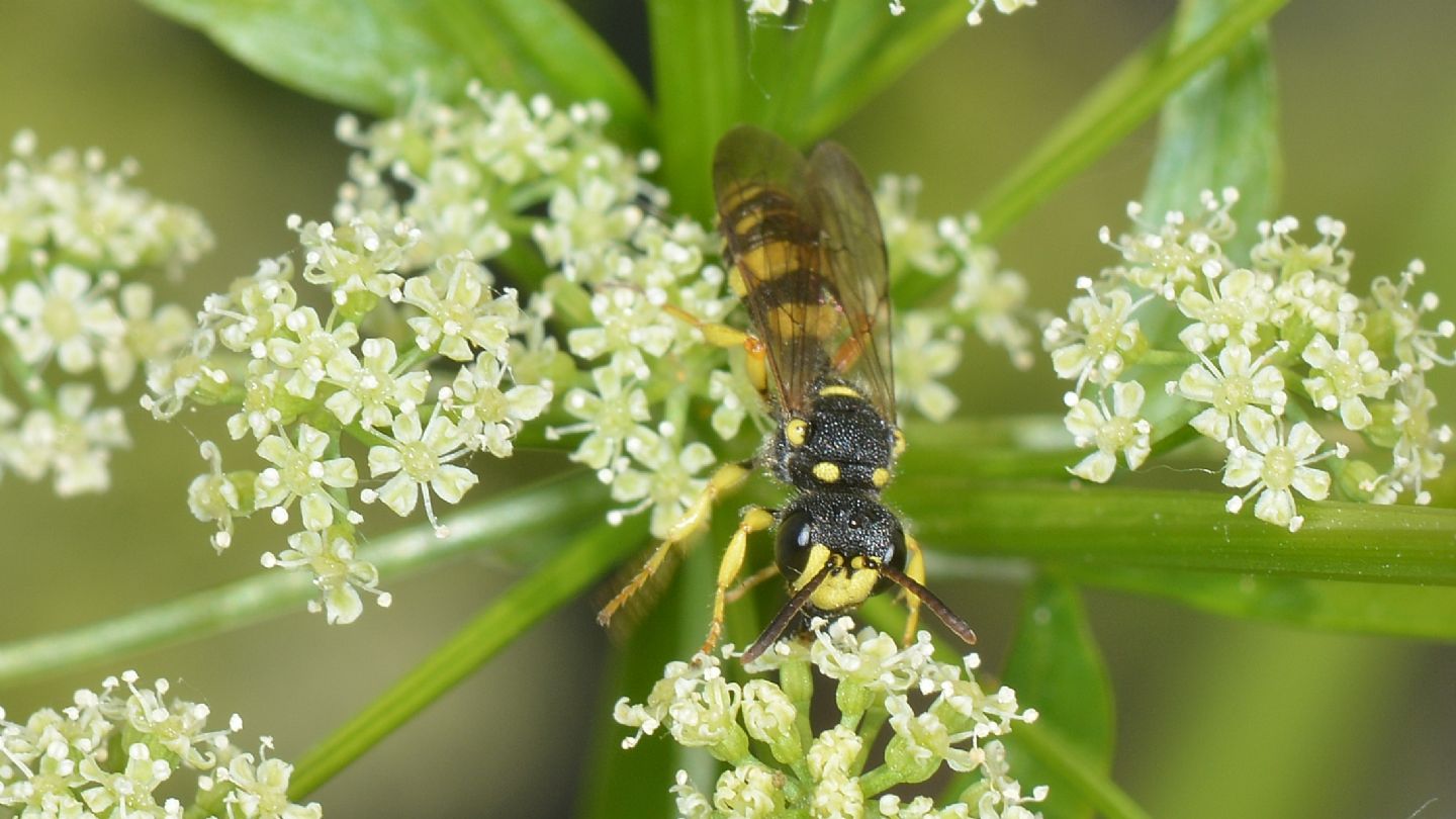 Crabronidae: femmina di Cerceris sabulosa