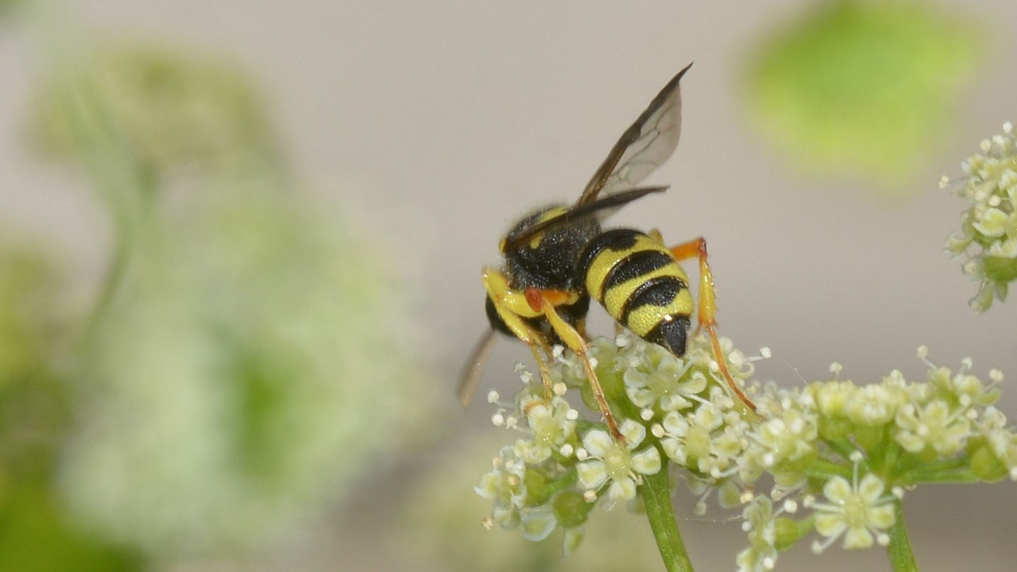 Crabronidae: femmina di Cerceris sabulosa