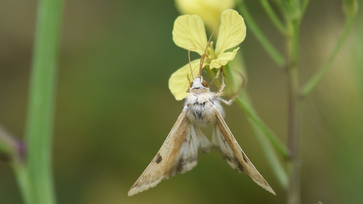 Una foto... di Heliothis peltigera (Noctuidae)