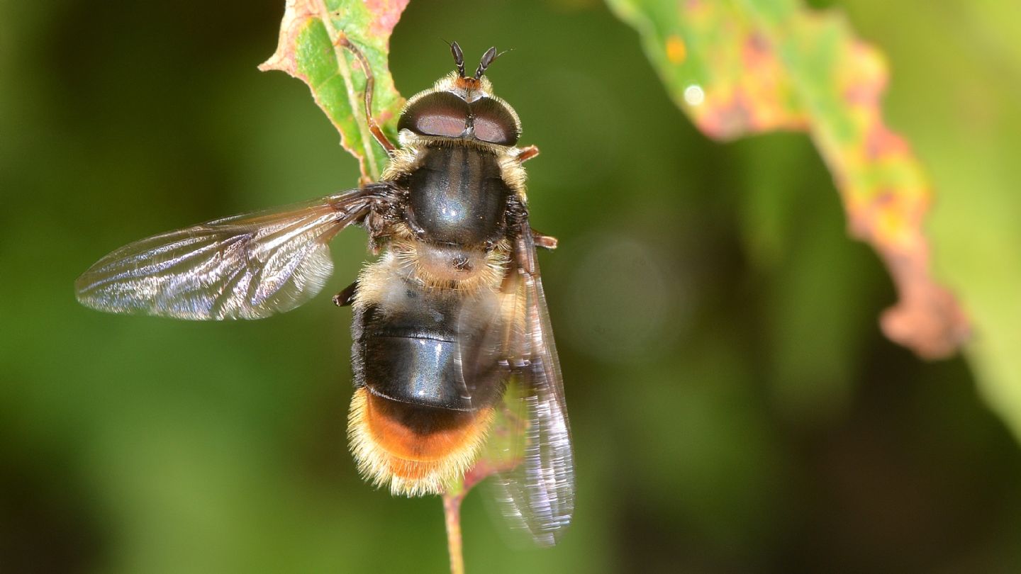Syrphidae: Cheilosia cfr. illustrata