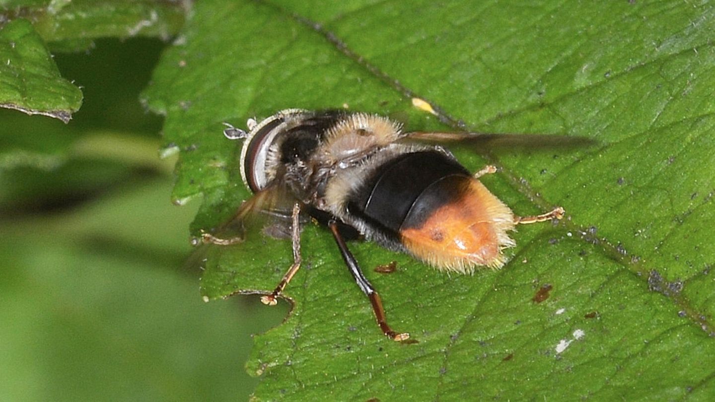 Syrphidae: Cheilosia cfr. illustrata