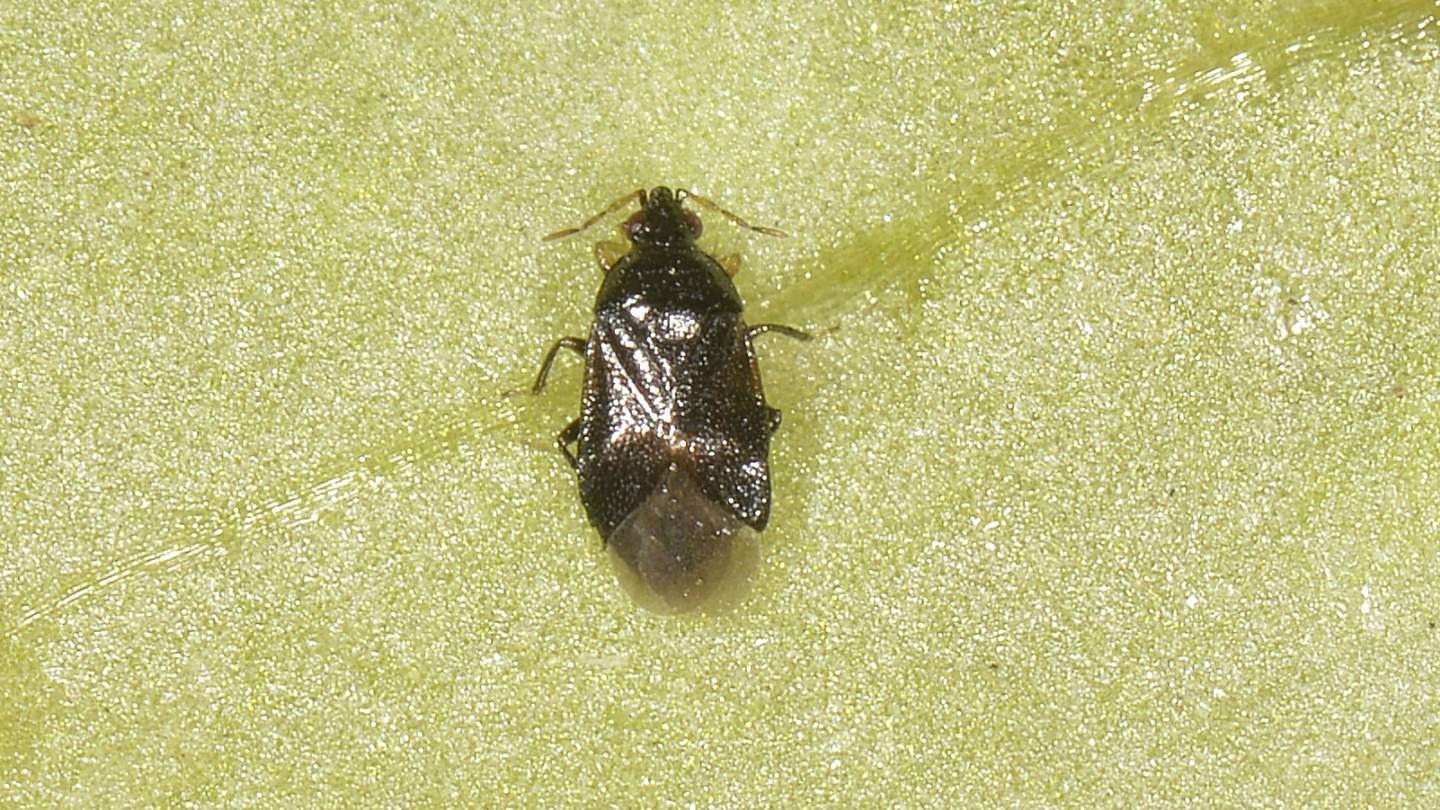 Anthocoridae: Orius niger