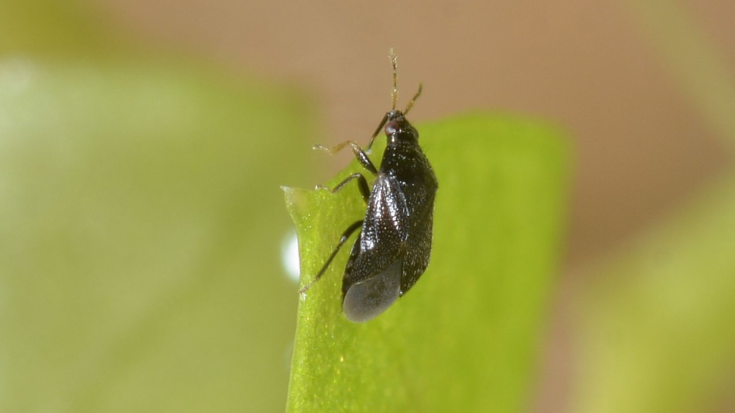 Anthocoridae: Orius niger