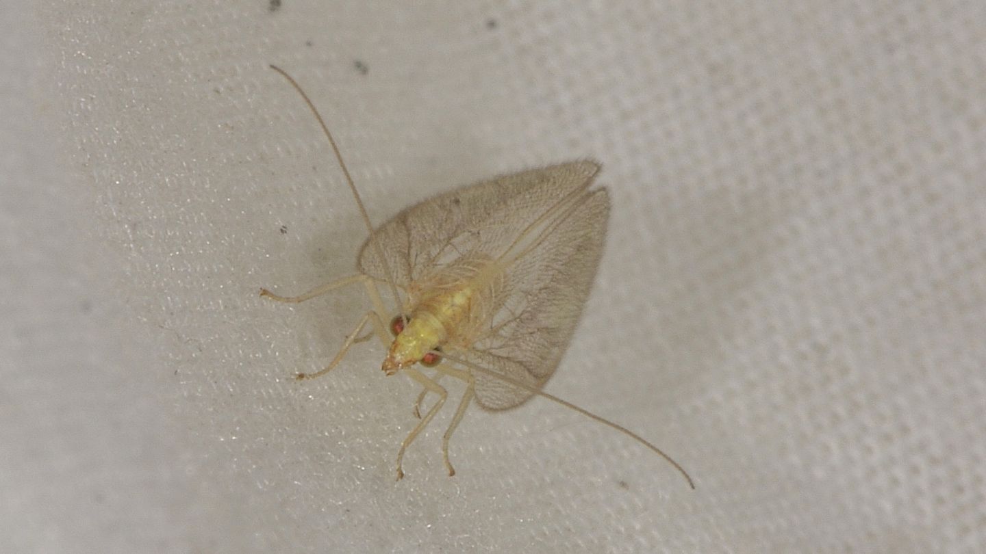 Chrysopidae: Chrysoperla cfr. pallida