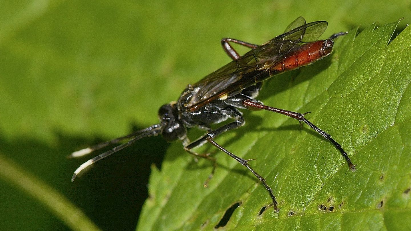 Tenthredinidae: Tenthredo sp. cfr. livida