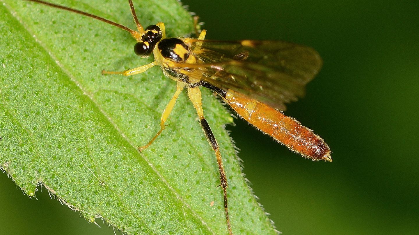 Tenthredinidae?  No, Ichneumonidae... da id.