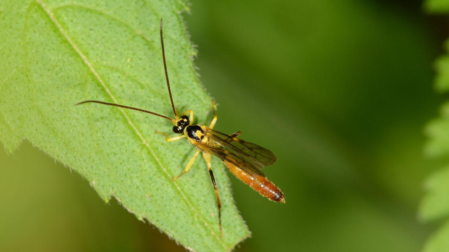 Tenthredinidae?  No, Ichneumonidae... da id.