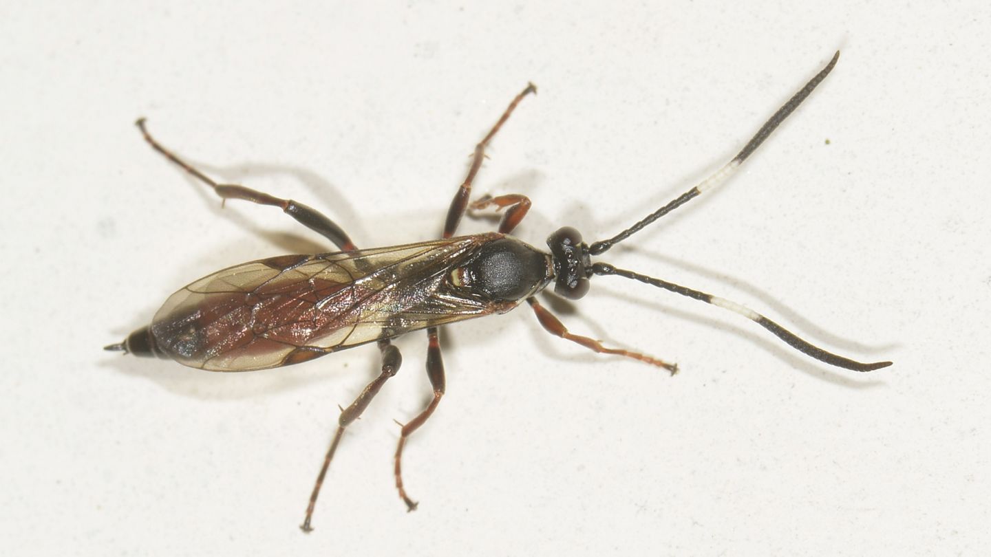 altro Ichneumonidae