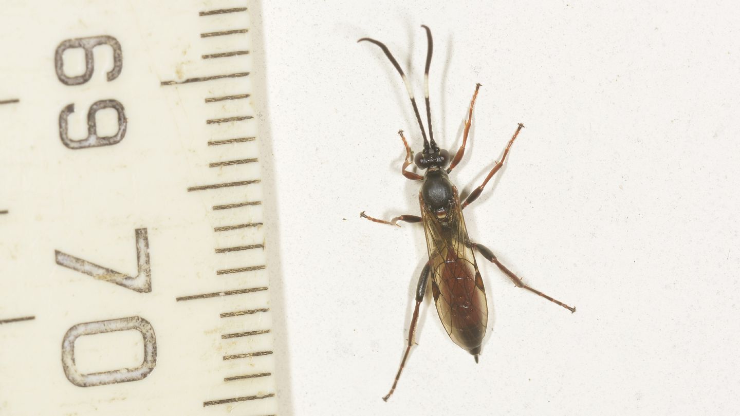 altro Ichneumonidae