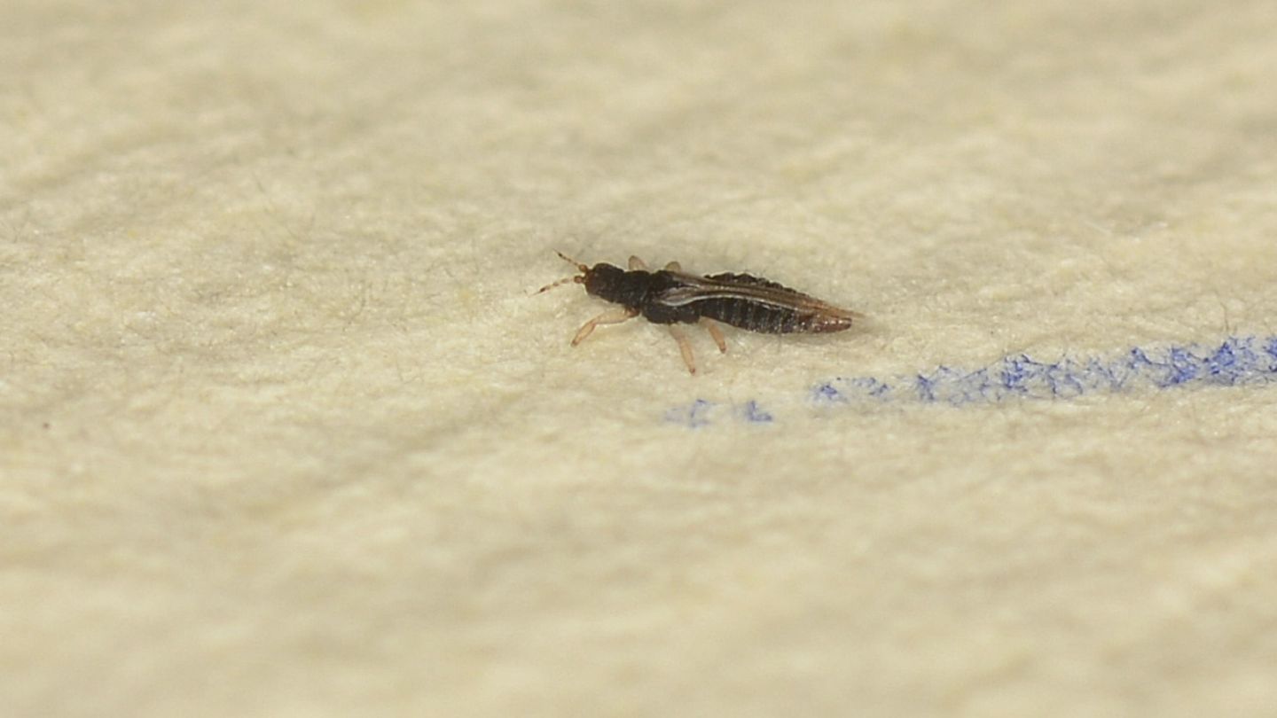 Thripidae da id