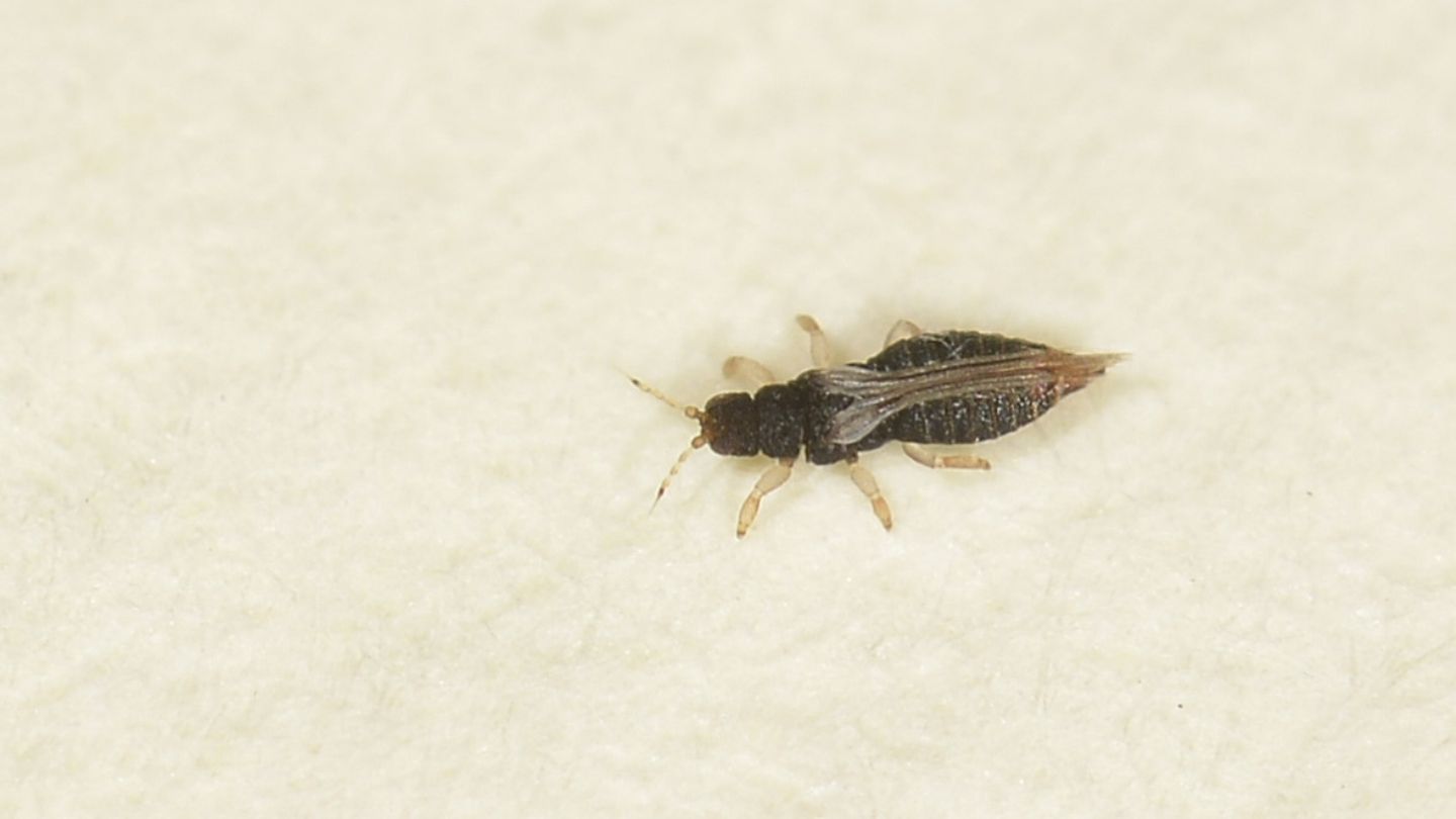 Thripidae da id