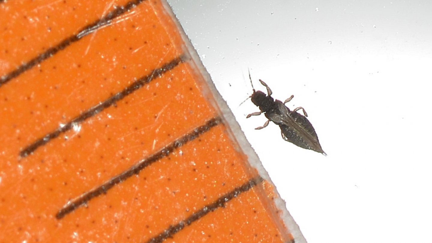 Thripidae da id