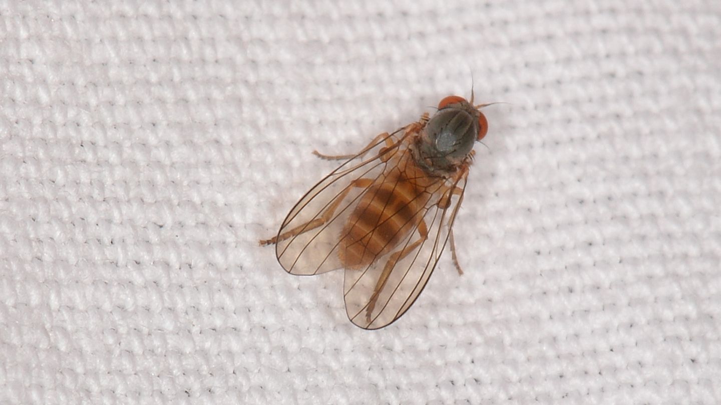 Platypezidae: Agathomyia sp., femmina