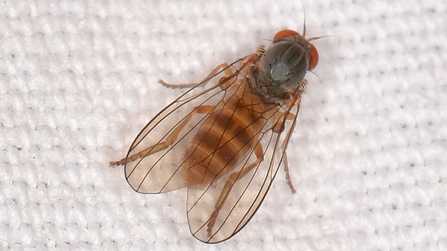Platypezidae: Agathomyia sp., femmina