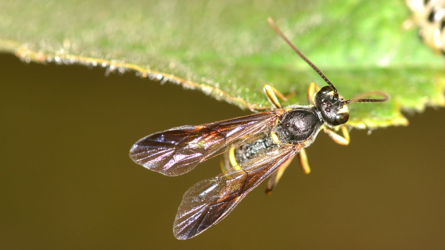Ichneumonidae Tryphoninae: cfr. Exenterus sp.