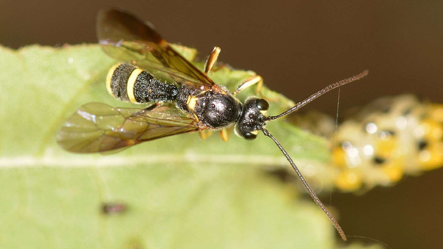 Ichneumonidae Tryphoninae: cfr. Exenterus sp.