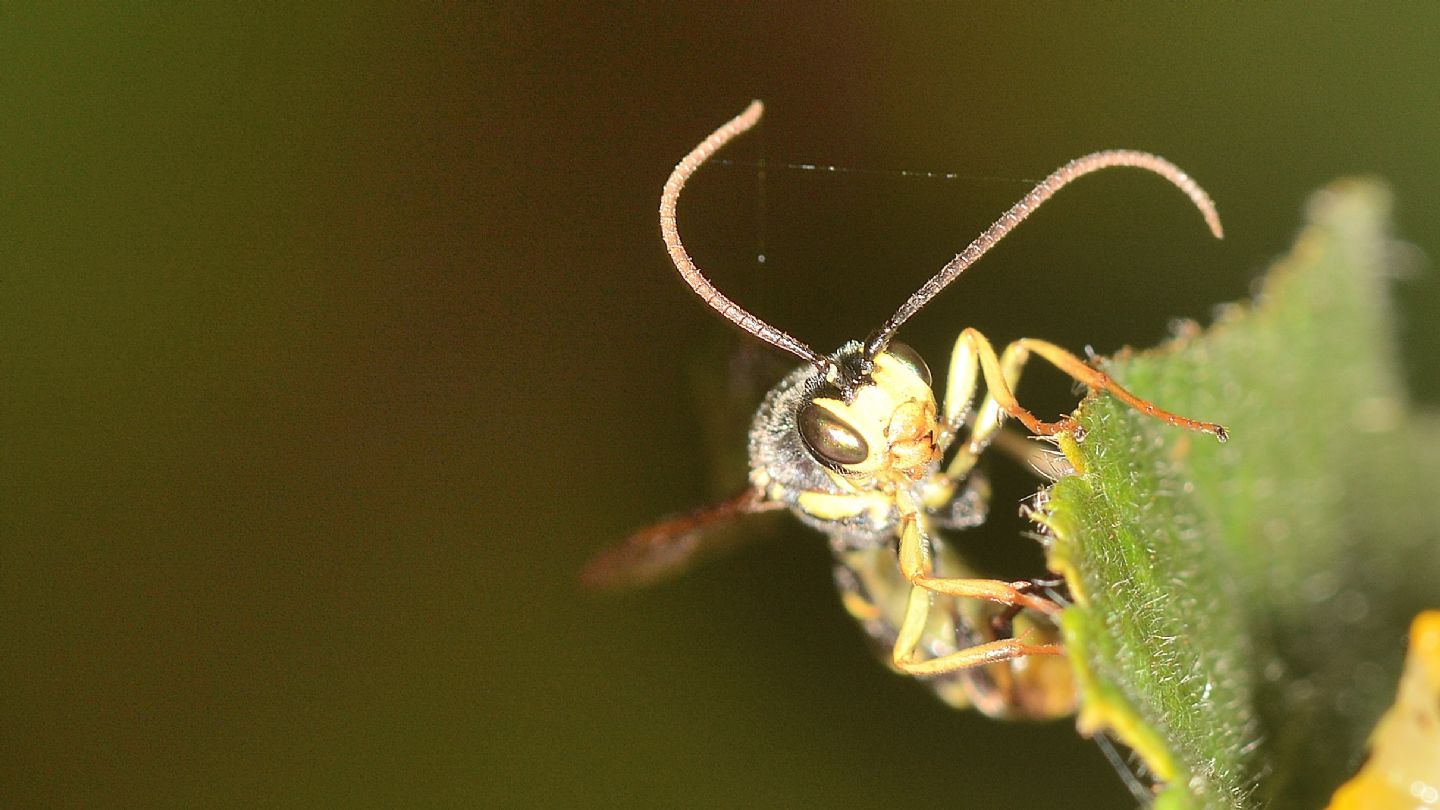 Ichneumonidae Tryphoninae: cfr. Exenterus sp.