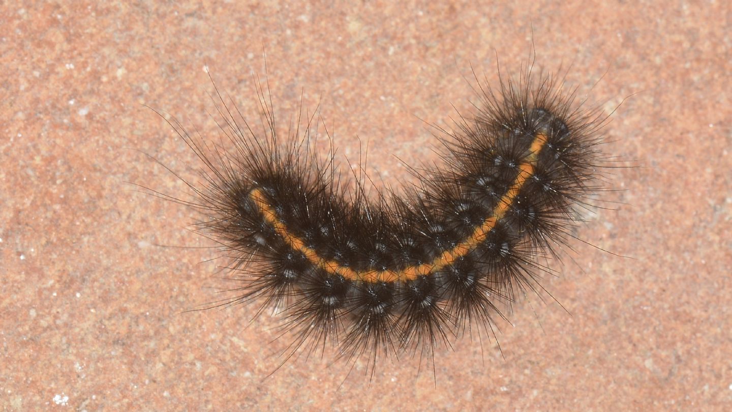 Larva scura:  Phragmatobia luctifera (Erebidae Arctiinae)