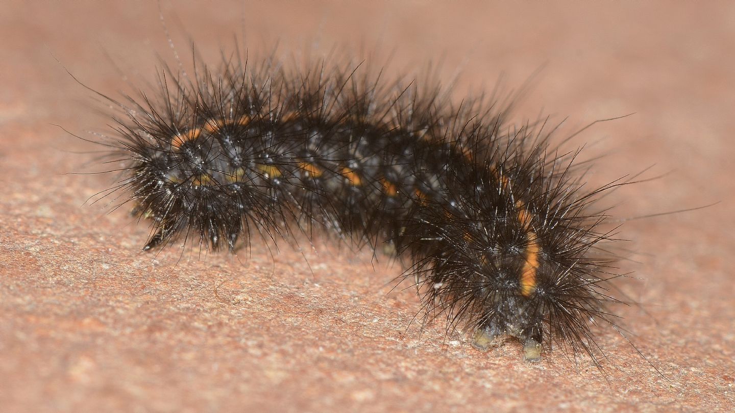 Larva scura:  Phragmatobia luctifera (Erebidae Arctiinae)