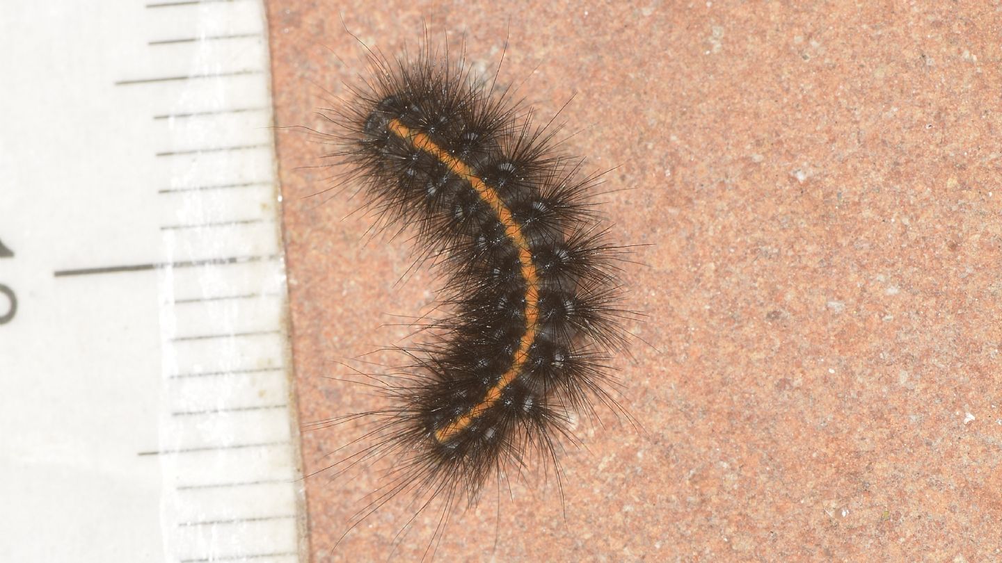 Larva scura:  Phragmatobia luctifera (Erebidae Arctiinae)