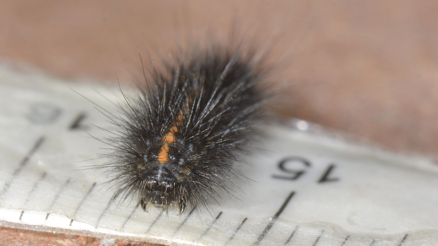 Larva scura:  Phragmatobia luctifera (Erebidae Arctiinae)