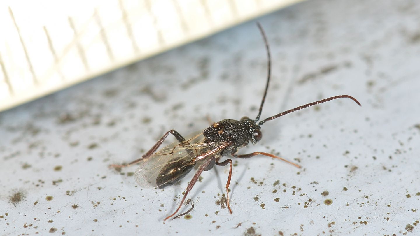 Figitidae: Callaspidia sp.