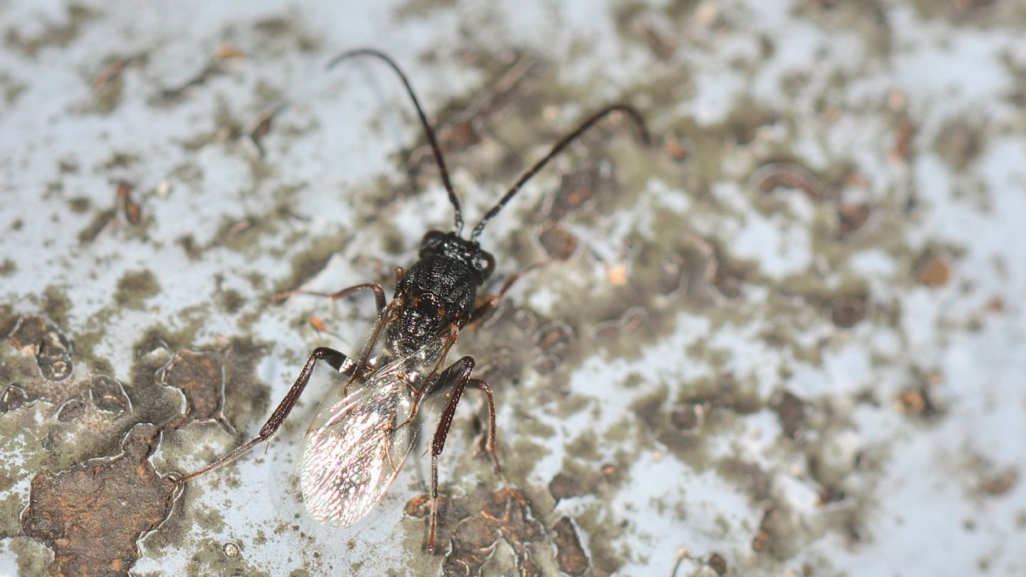 Figitidae: Callaspidia sp.