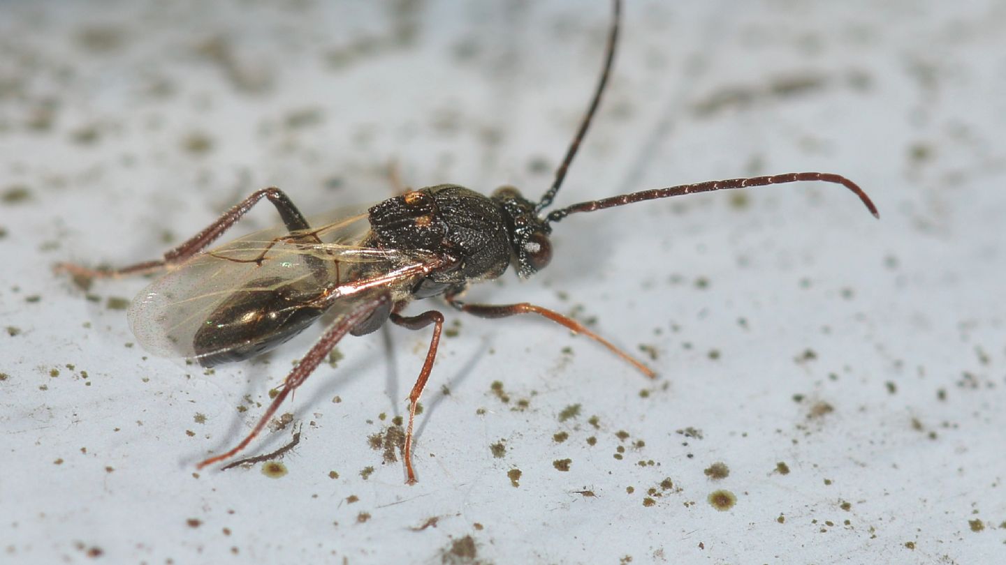 Figitidae: Callaspidia sp.