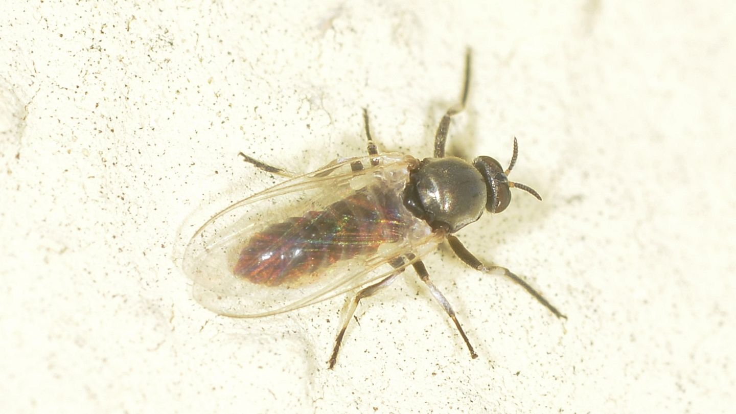 Simuliidae ? Probabilmente s