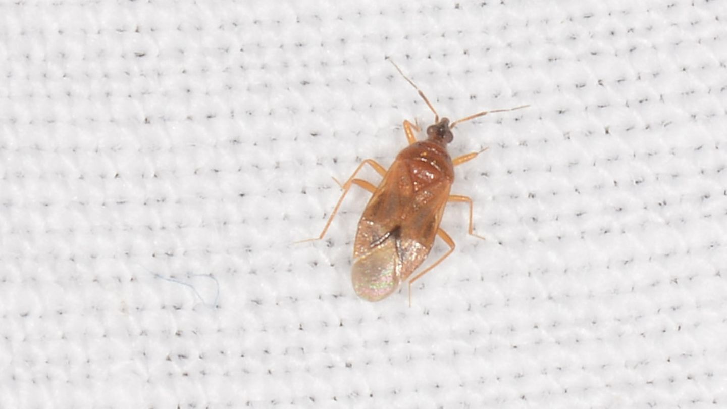 ''mini'' Anthocoridae: Amphiareus obscuriceps