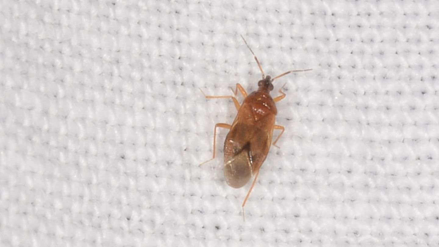 ''mini'' Anthocoridae: Amphiareus obscuriceps