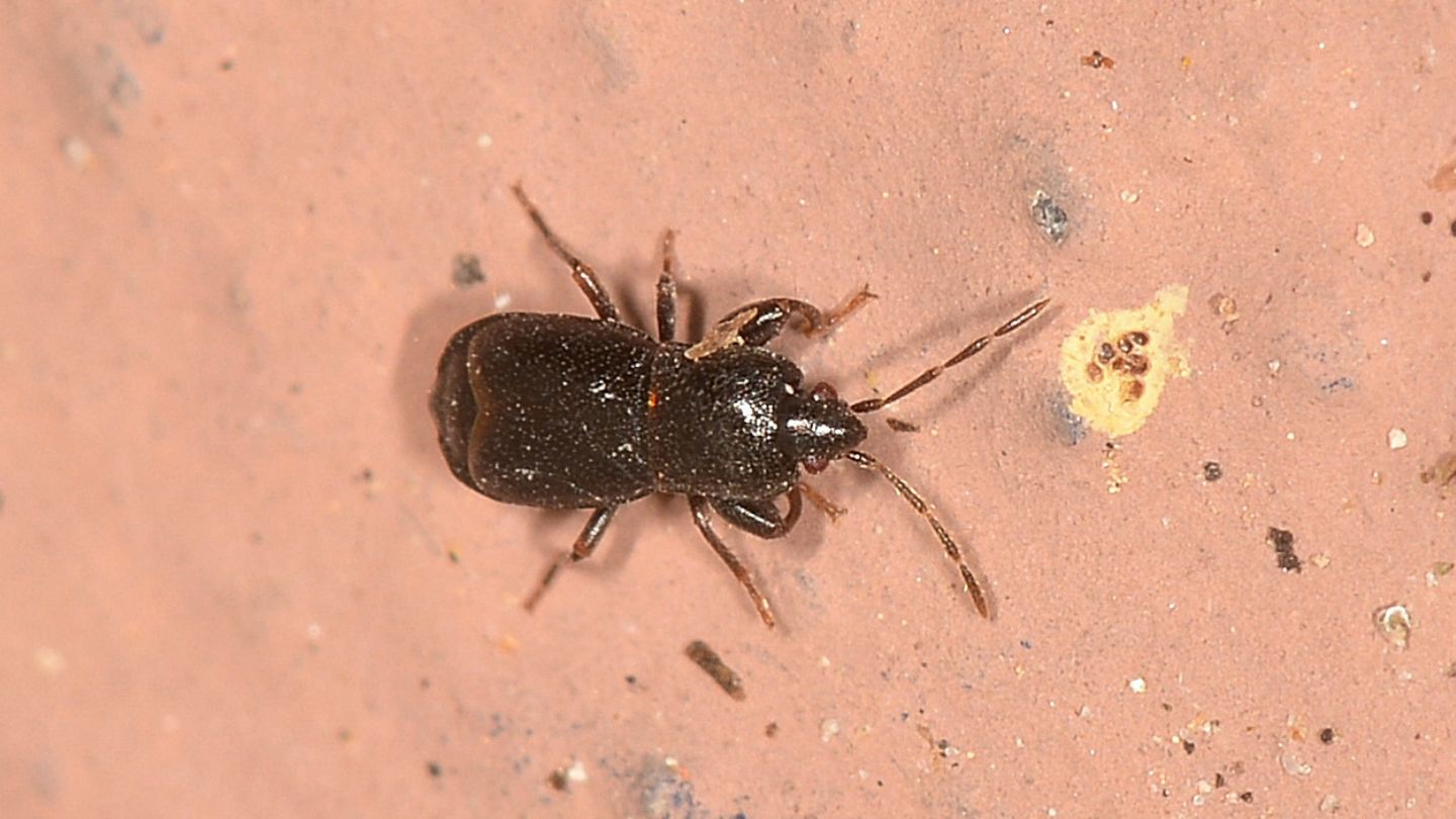Lygaeidae: Plinthisus (Plinthisus) sp.